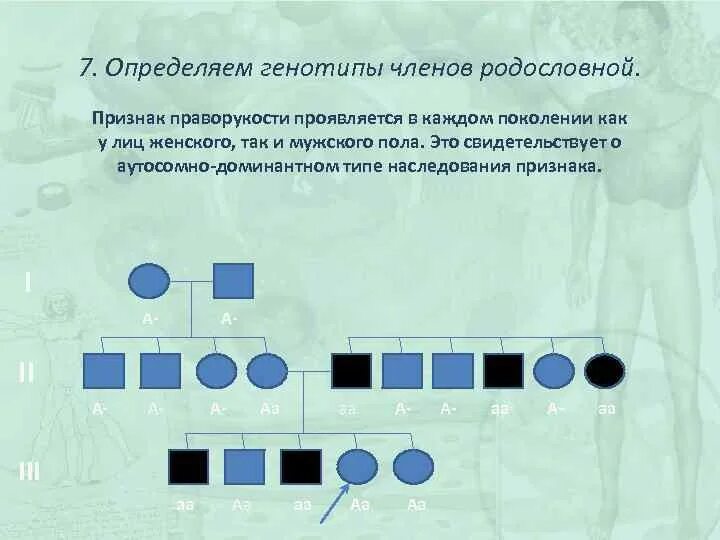 Тип наследования фенилкетонурии. Родословная фенилкетонурия. Доминантный признак в родословной. Как определить генотип по родословной. Фенилкетонурия генотип