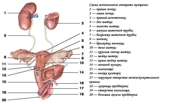 Мочеполовая система у женщин. Анатомия женской мочеполовой системы. Анатомия мочеполовой системы женщины схема. Анатомия строение женской мочеполовой. Строение мочевой системы у женщин схема.