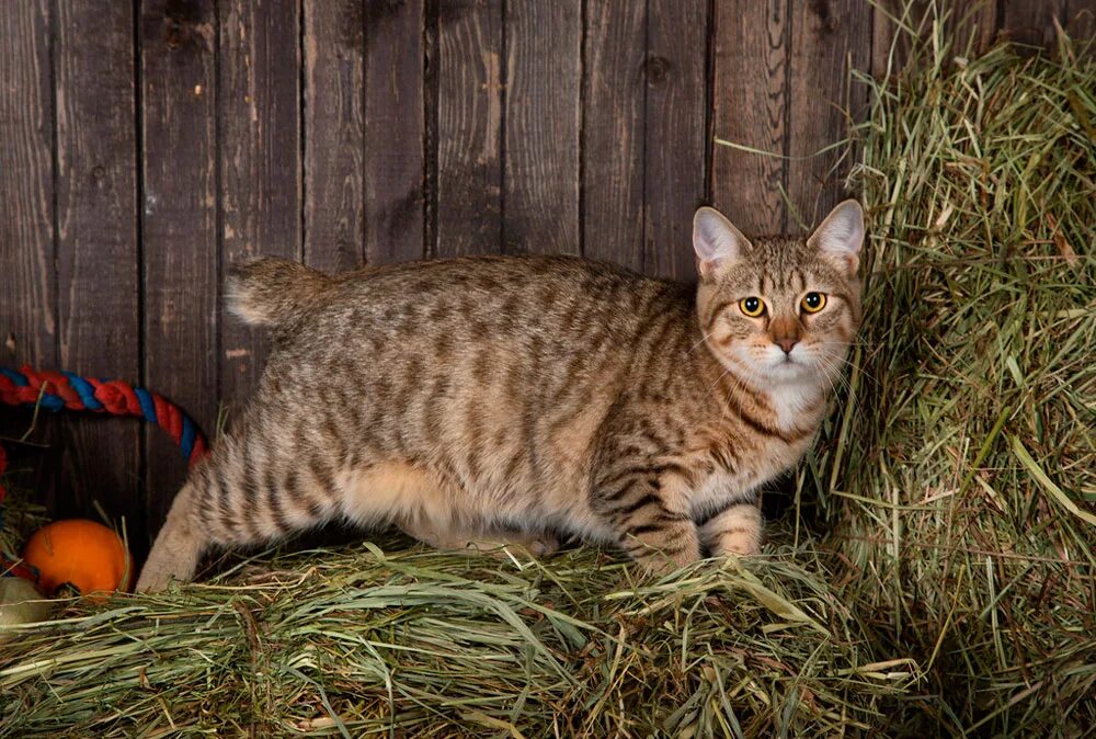 Котята похожи на кошку