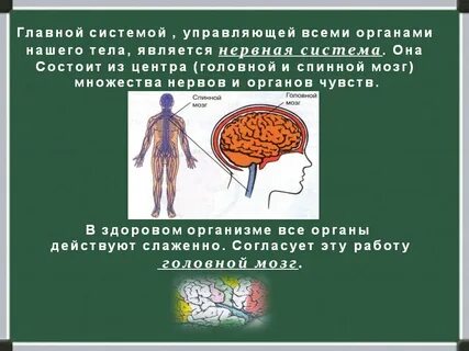 Рассказать о органах человека