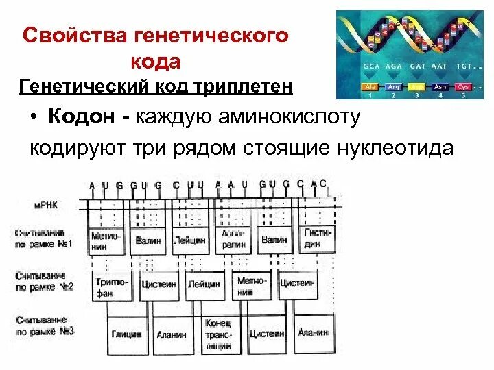 Свойства генетического кода схема. Генетический код нуклеотиды таблица. Свойства генетического кода комплементарность. Биосинтез белка генетический код и его свойства.