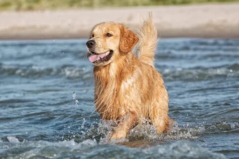 Water dog