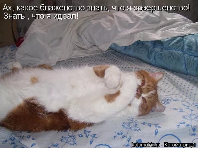 я совершенство картинки. мемы про совершенство. ах какое блаженство знать что я совершенство картинки. ах какое знать что я совершенство. ох какое блаженство знать что я совершенство знать что я идеал.