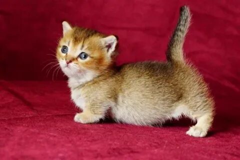 Котята манчкин