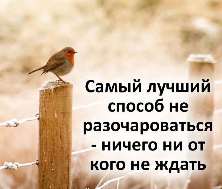 Живи и ничего не жди. Ни от кого ничего не жду. Самый лучший способ не разочаровываться ничего ни от кого не ждать. Ничего ни от кого не жди. Никогда ни от кого ничего не жди.