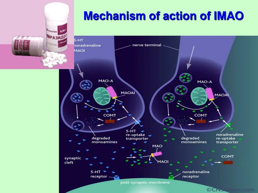 Ингибиторы Мао механизм действия. Механизм действия препаратов ингибиторов Мао. Механизм имао. Ингибиторы моноаминоксидазы механизм действия.