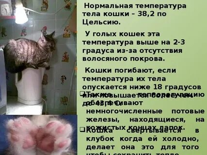 Какая температура у кошек считается