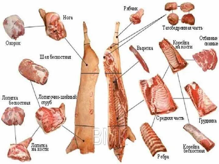Части свиного мяса. Мясо кострец свинина. Кострец бараний.
