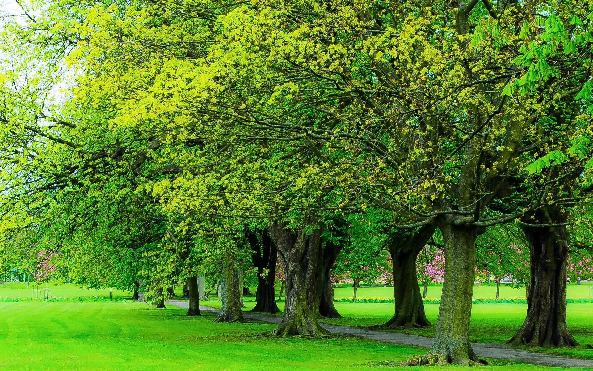 Липа мелколистная паллида. Лиственные деревья для дошкольников. Много деревьев на английском. Много деревьев на английском. Лес фон.