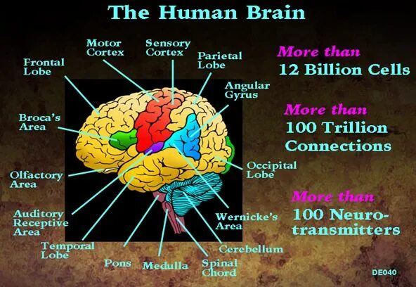 Human Brain Parts. Human Brain structure. Parts of Brain and their function. Human capability