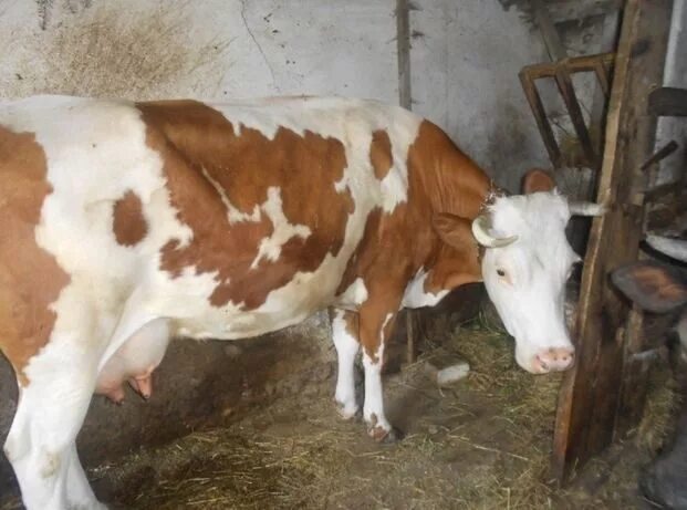 Купить корову ленинградская. Продается айрширская корова. Айрширская корова молоко. Продается дойная корова. Продается корова молочная.