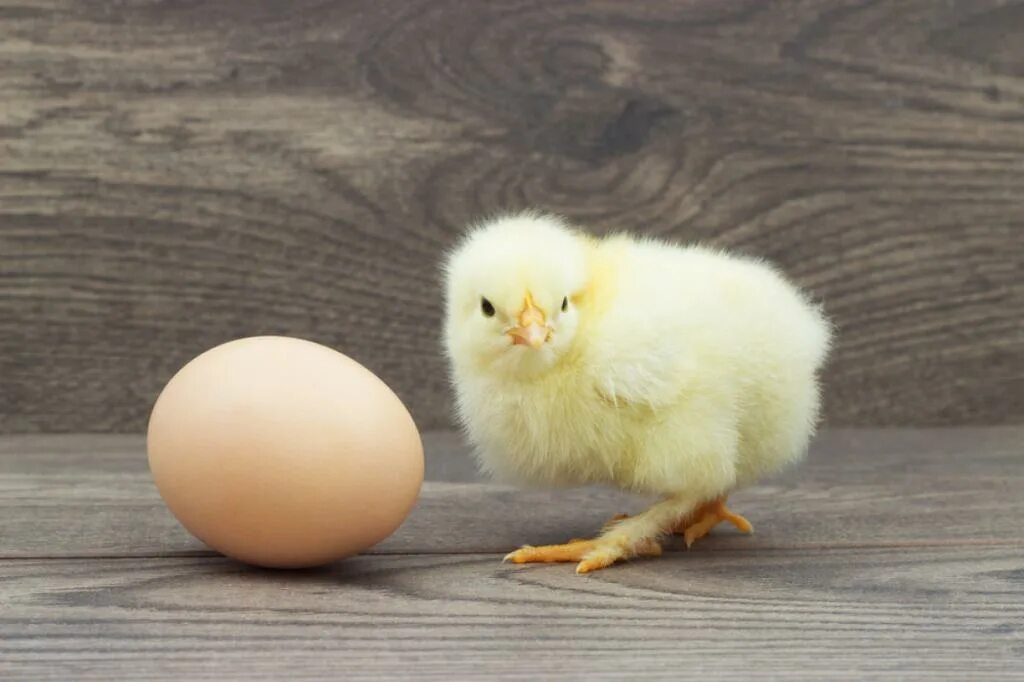 Видеть во сне цыплят. Цыплята. Курица и яйцо. Куриное яйцо с цыпленком. Птенчик в яйце.