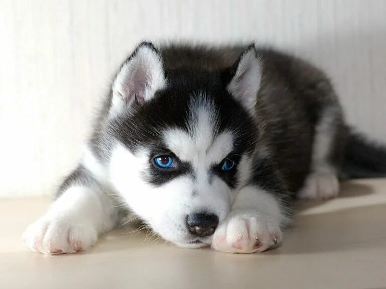 Маленькие хаски на продаже. Авито хаски щенки. Бишон фризе мальтипу. Щенок корги. Сколько сейчас стоит щенок.