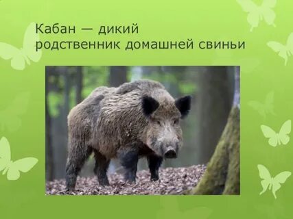 Дикий родственник