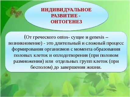 Индивидуальное развитие организмов 10