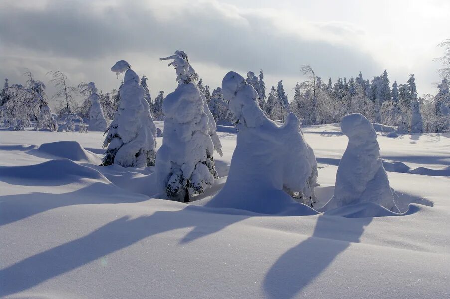 стихи про зиму короткие. темный лес что шапкой принакрылся. белый снег пушистый в воздухе кружится. стихи про зиму короткие. принакрылся чудной.