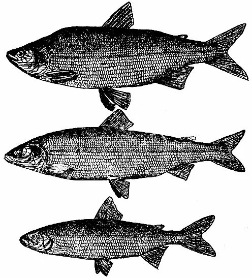 Пелядь рыба байкальский. Посольский омуль. Как отличить омуля. Как отличить омуля. Сиг, чир, омуль.