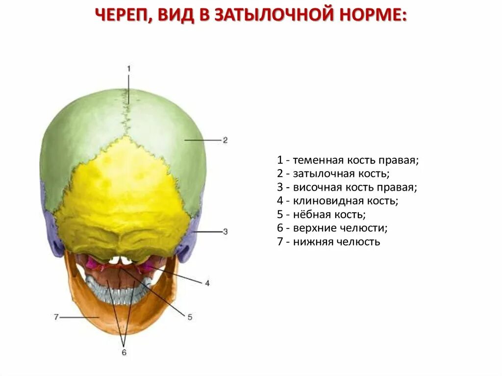 В правом черепе. Затылочная кость черепа анатомия строение. Швы черепа вид сбоку.