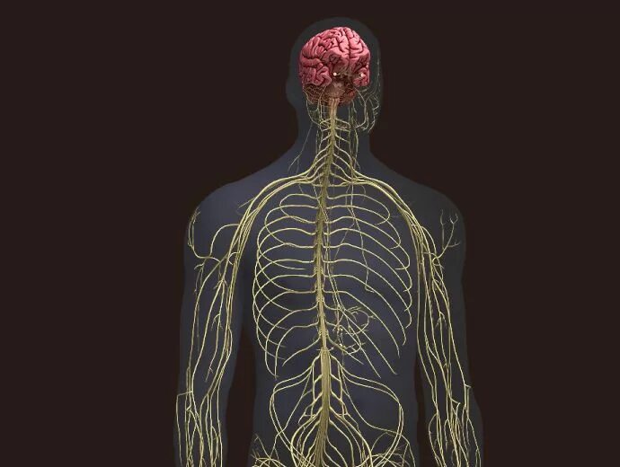 Нервная система человека память. Нервная система. Нервная система организма. Нервная система человека анатомия. Модель нервной системы человека.