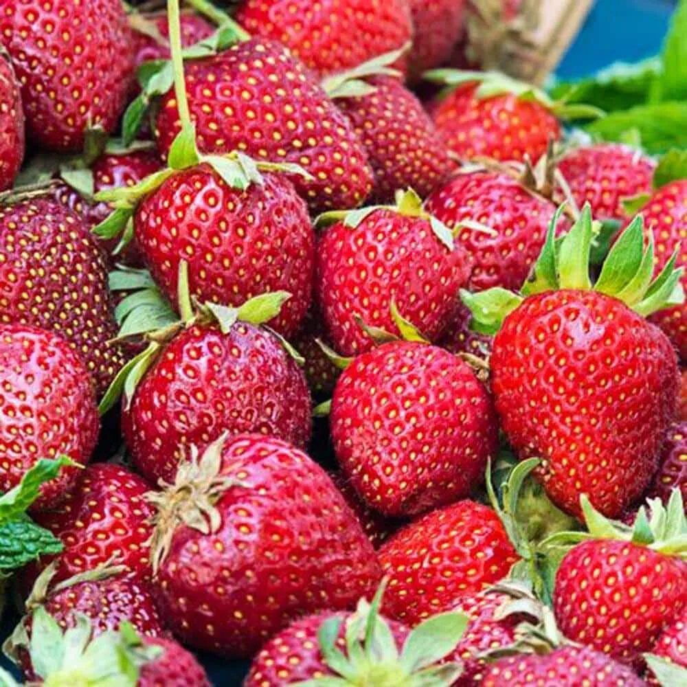 Земляника ремонтантная александрия. Клубника нейтрал детройт бьюти. А. Земляника осенью. Земляника ранняя ,honeyoe.