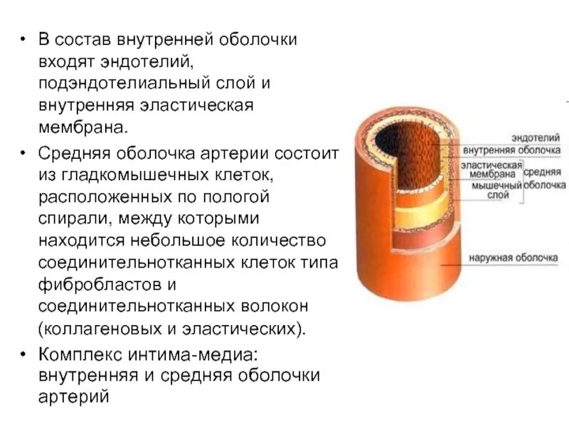 Сосуды состоящие из одного слоя клеток. В состав внутренней оболочки артерий эластического типа входят. Внутренняя оболочка артерии эластического типа. Внутренняя оболочка артерии эластического типа содержит. Эндотелий внутренняя оболочка средняя оболочка.