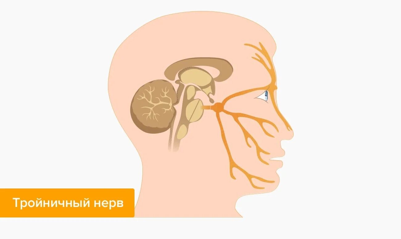 Лицевой нерв. Тройничный нерв. Защемление тройничного нерва. Невралгия тройничного лицевого нерва.
