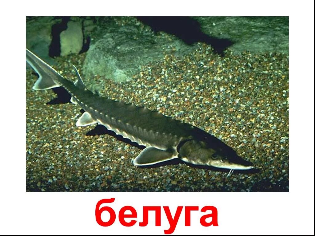 Как называется стерлядь