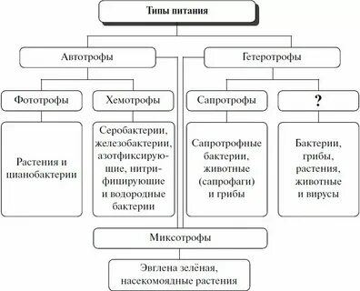 Схема способы питания животных