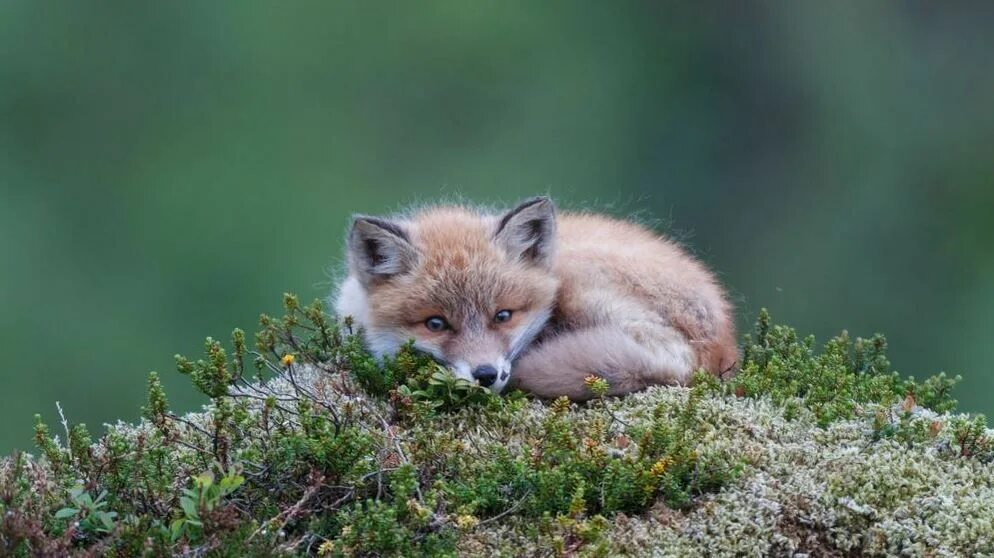 Many fox. Домашняя лиса. Фото Лисенка National Geographic. Самая красивая лиса в мире детеныш. Many Foxes.