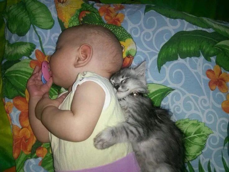 Малыш и его коты. Дети с животными. кошка для детей. забавные дети и животные. дети и коты.