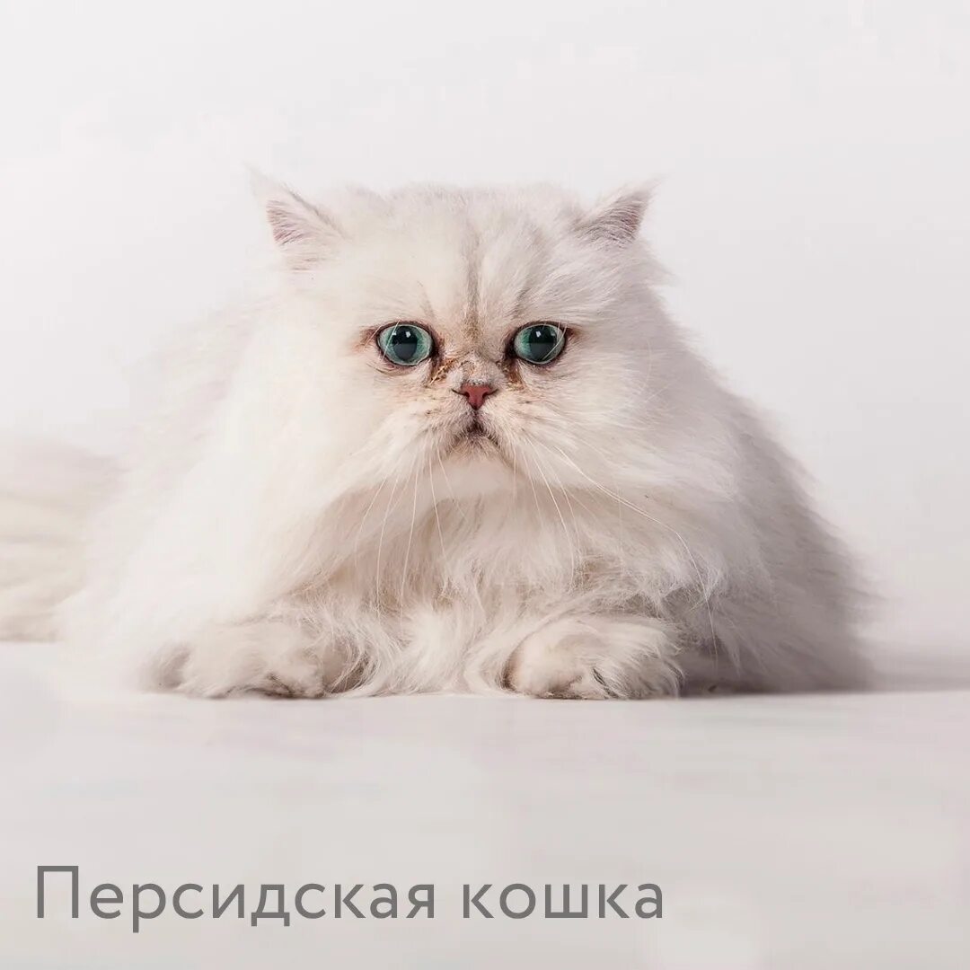 Кот перс.Видео в память о пропавшем котике. - YouTube