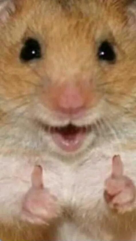 Колесо для морской свинки. 07. День хомяка. 07. Hamster 13.