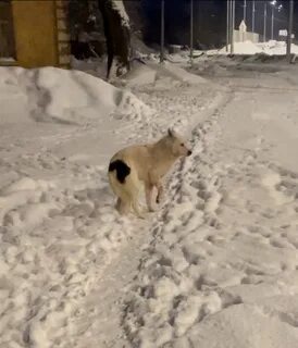 Колпино собаки