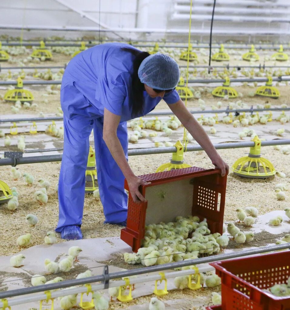 Работа в павловской без опыта работы. Завод бондюэль в краснодарском крае. Комплектовщик на склад. Упаковщик комплектовщик. Укладчик-упаковщик.