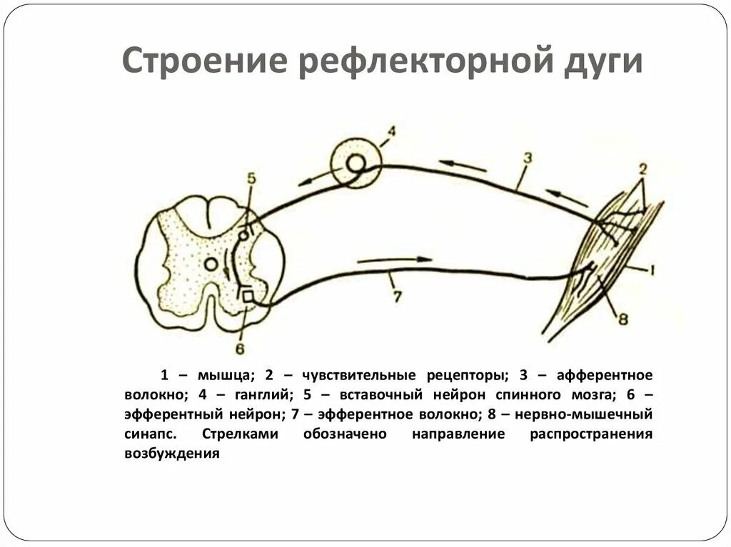 Строение рефлекторной дуги рисунок. Схема действия двухнейронной рефлекторной дуги. Рефлекс основные компоненты рефлекторной дуги. Строение рефлекторной дуги схема. Структура трехнейронной рефлекторной дуги..