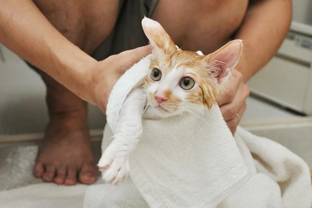 Мытье кошки. Короткошерстная кошка моется. Животные и полотенца. Помытый кот. Можно мыть кошек мылом