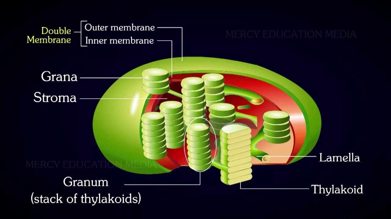 Хлоропласты. Строение хлоропласта. Chloroplast structure. Thylakoid Disc. Уровень организации хлоропласта