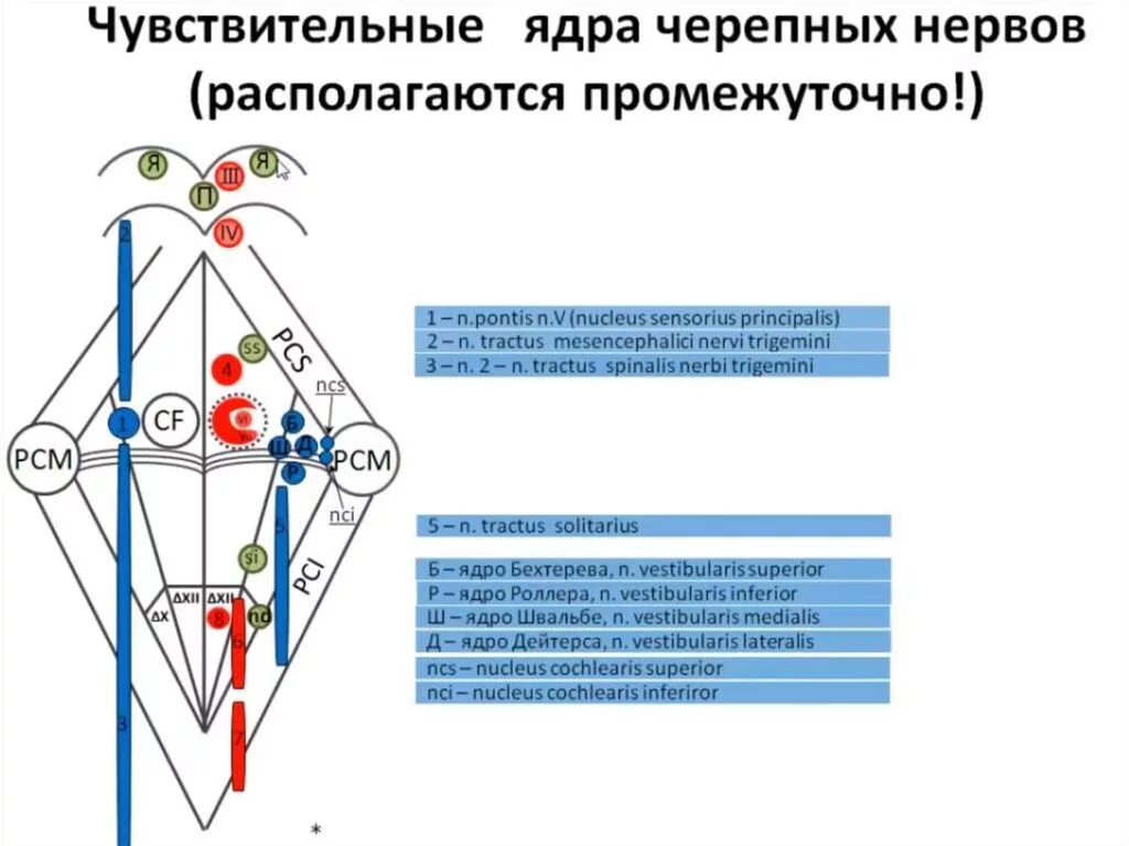 Ромбовидная ямка черепные нервы. Ядра черепных нервов схема. Ромбовидная ямка анатомия ядра схема. Чувствительные ядра двигательные ядра. Проекция ядер черепных нервов.