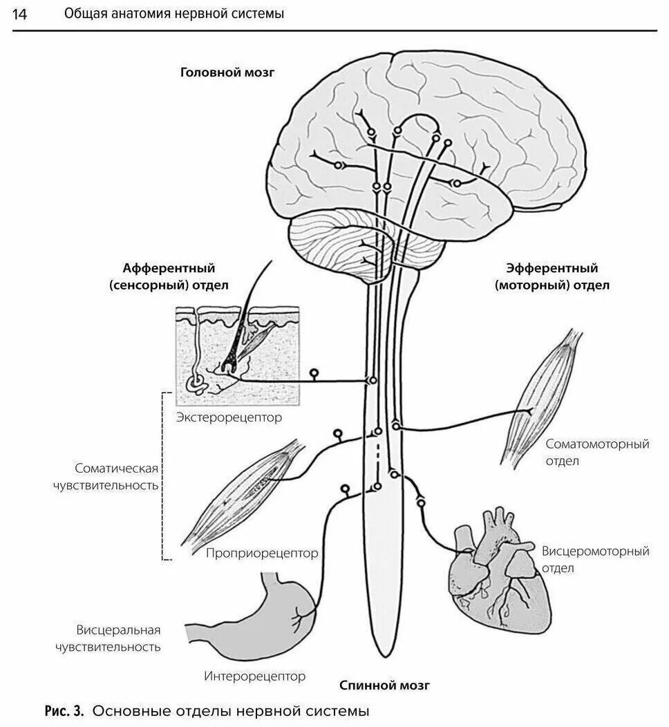 функциональная анатомия нервной системы. дубынина ,, функциональная анатомия нервной системы. нервная система книга. соматическая нервная система. козлов в.