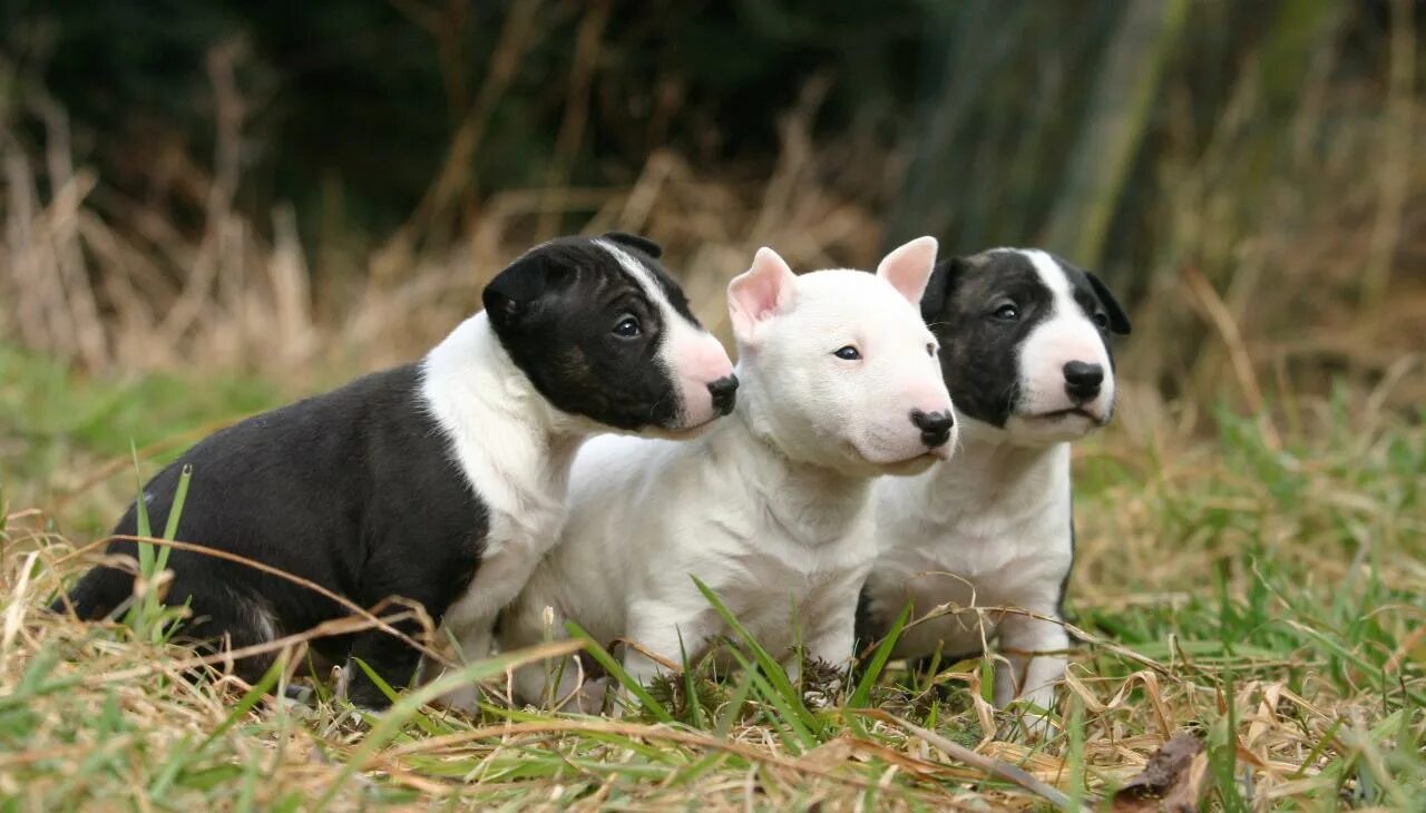 Картинки по запросу Бультерьеры Bull terrier funny, Bull terrier dog, English bu