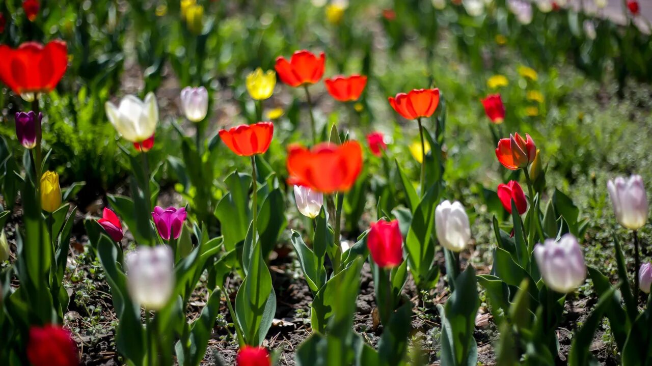 Будут ли цвести тюльпаны весной. Зацвели тюльпаны. Красота весны фото. Тюльпаны фото цветов. Бишкек тюльпаны.