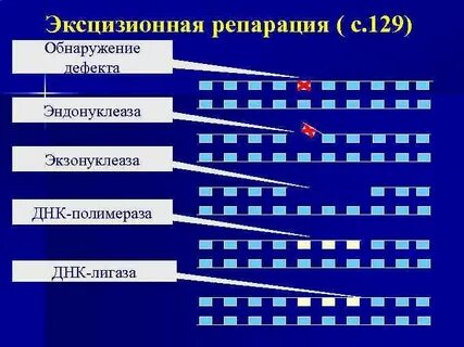 Эксцизионная репарация