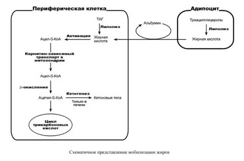 Мобилизация жиров
