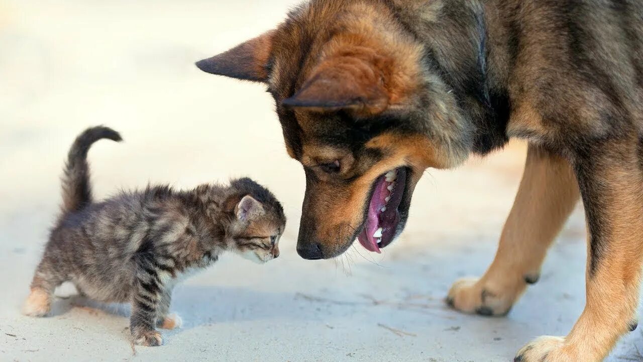 Кошки и собаки. Овчарка и кот. Собака с кошкой дружат. Собака рычит на котенка. Заметивший зверя