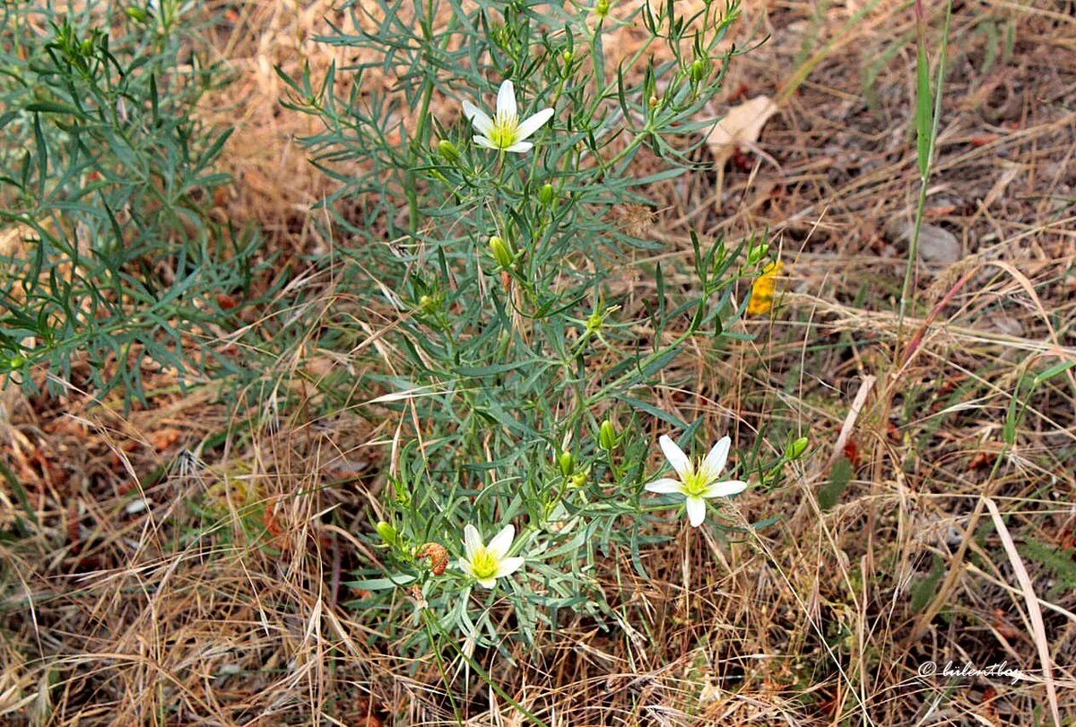 Peganum harmala - Image of an specimen - Plantarium