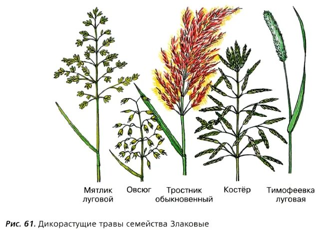 Соцветие цветка злаков. Злаки - семейство Мятликовые (злаковые);. Мятликовые соцветие. Дикорастущие Мятликовые злаки. Семейство злаки Мятликовые соцветие.