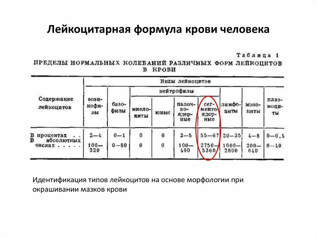 Лейкоцитарная формула расшифровка у взрослых. Показатели крови норма лейкоцитарная формула. Лейкоцитарная формула показатели расшифровка. Лейкоцитарная формула крови расшифровка у взрослых норма у женщин. Лейкоцитарная формула норма анализа.