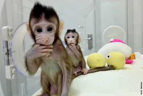 Моя жизнь до психотерапии видео с обезьяной
