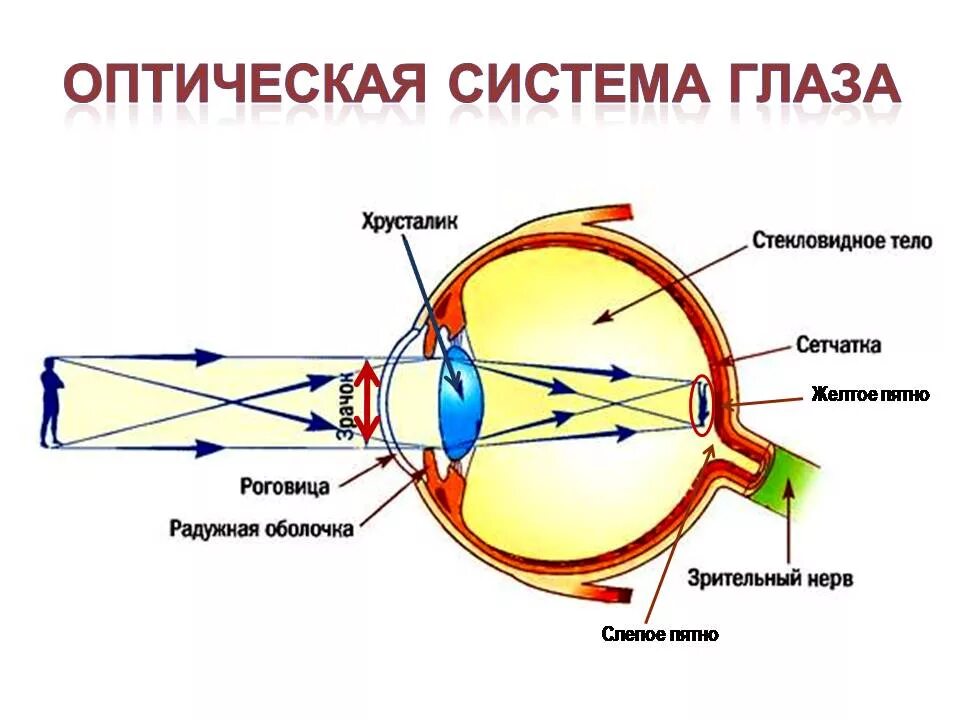 Принцип работы хрусталика 8 класс биология. Строение глаза и его оптическая система. Хрусталик это схема оптическая система глаза. Рефлекторная дуга зрительного анализатора. Строение оптической системы глаза.