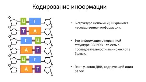 Кодирующий белок